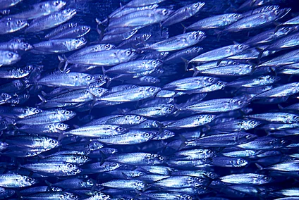 School of fish
