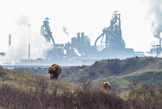 Two cattle grazing in scrubland with an industrial plant and smokestacks in the background