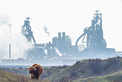 Two cattle grazing in scrubland with an industrial plant and smokestacks in the background