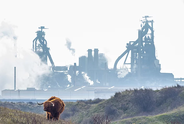 Two cattle grazing in scrubland with an industrial plant and smokestacks in the background