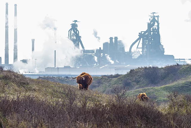 Two cattle grazing in scrubland with an industrial plant and smokestacks in the background