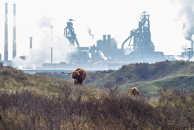 Two cattle grazing in scrubland with an industrial plant and smokestacks in the background