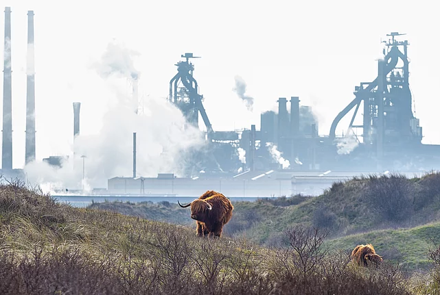 Two cattle grazing in scrubland with an industrial plant and smokestacks in the background