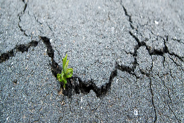 Small plant growing through cracks in worn asphalt