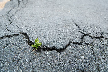 Small plant growing through cracks in worn asphalt