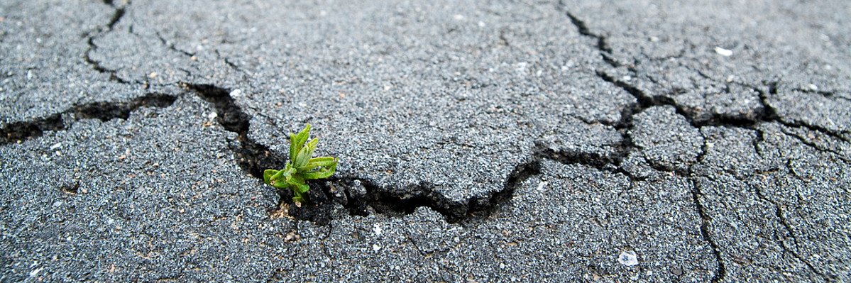 Small plant growing through cracks in worn asphalt